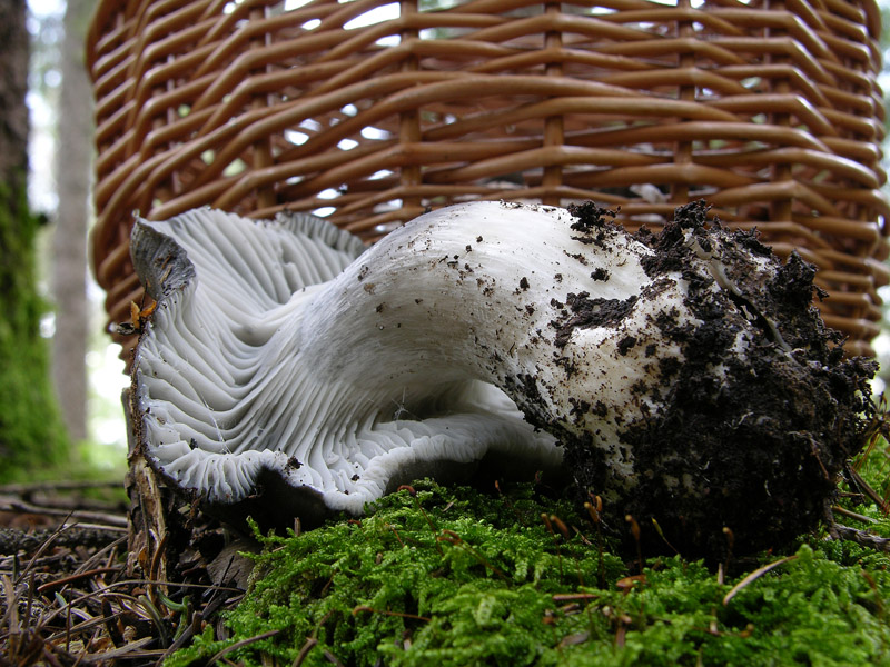 Ritrovamenti 14 maggio.